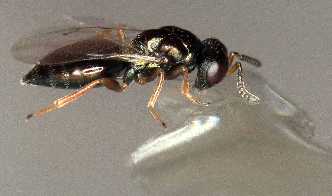 Eine Wespe der Art Nasonia vitripennis frisst von einer Glucoselösung. (Foto: © Joachim Ruther)
