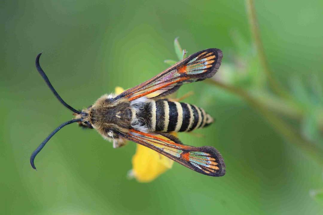 Der Hornklee-Glasflügler, ein kaum bekannter Schmetterling aus der-Familie der Glasflügler (Foto: Konrad Pöppel)