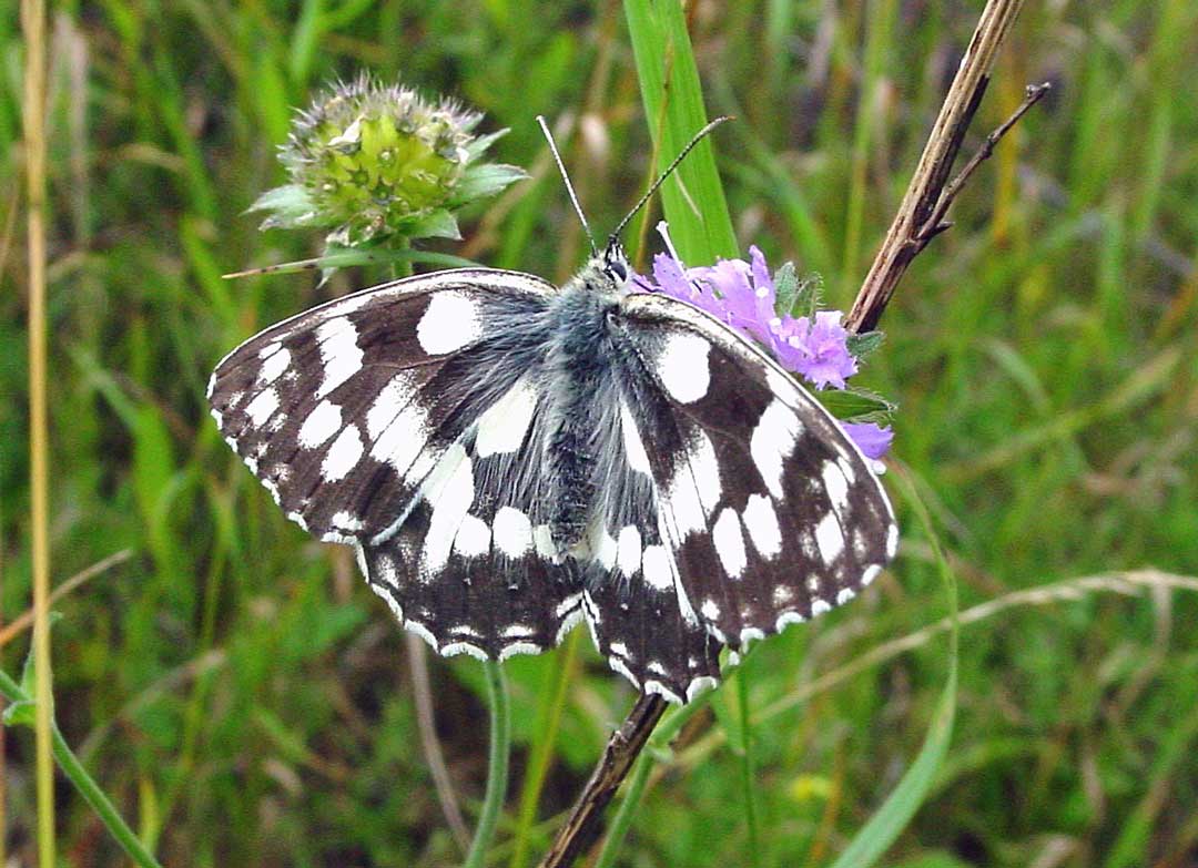 Schachbrettfalter zählen noch zu den häufigeren Schmetterlingsarten (Foto: VöF/Ehlers)