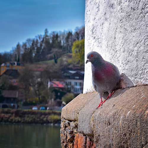 Taube genießt Aussicht (Foto: Kathi Lindl)