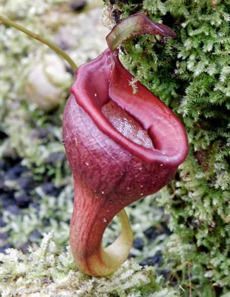 Kanne der Nepenthes jamban, der sogenannten Toilettenschüssel-Kannenpflanze. (Foto: UR, Volker Debus)