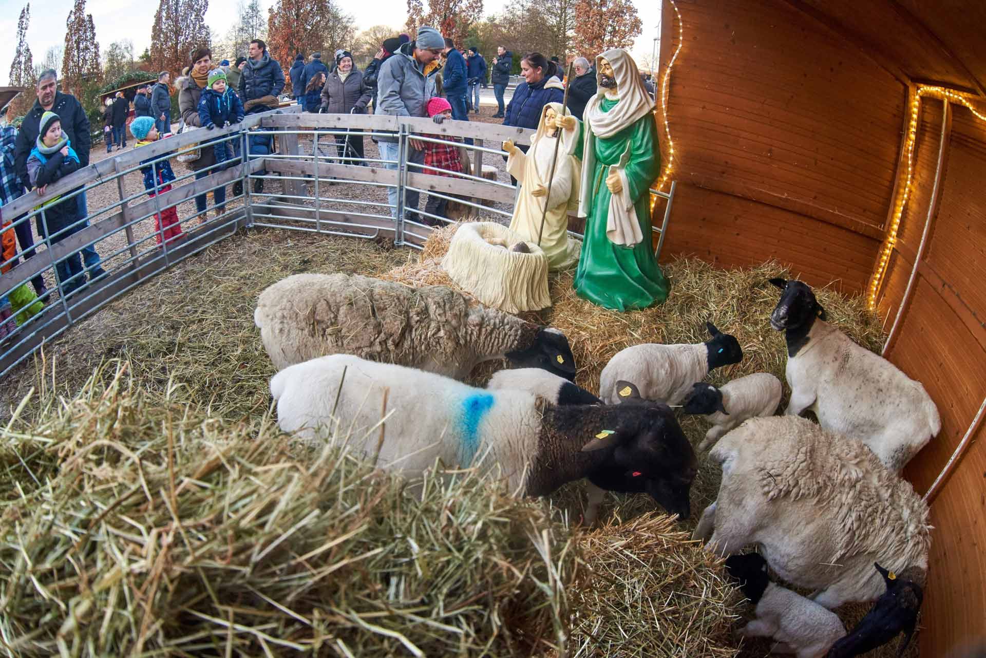 Eines von vielen Highlights für Kinder: die Krippe mit echten Schafen. (Foto: Mayer)