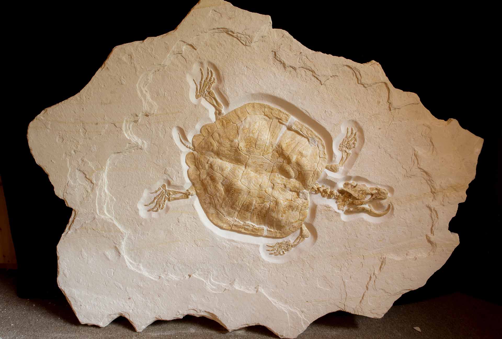 Killerschildkröte (Foto: Dinosaurier Museum Altmühltal)