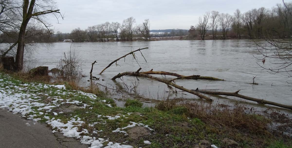 Donauwasserstand beim Donauradweg 23.01.2018 (Foto: Andreas Schambeck)