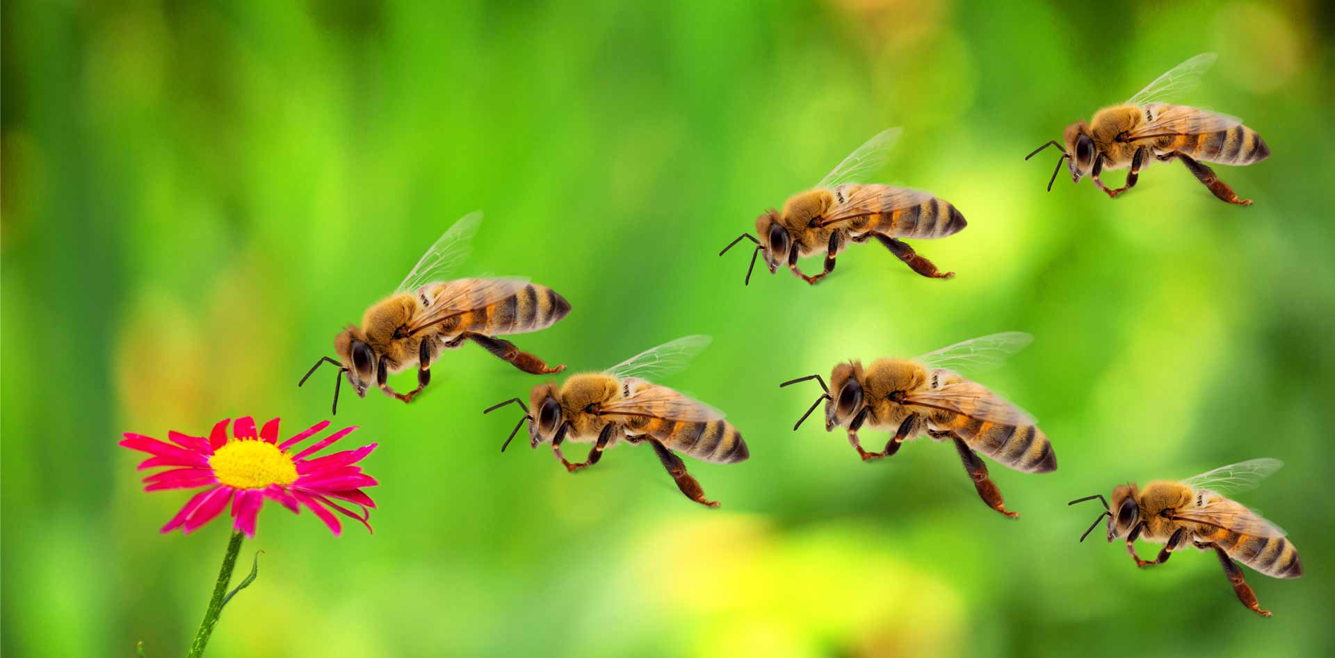 Nicht nur die Bienen sind gefährdet (Foto: billiondigital)