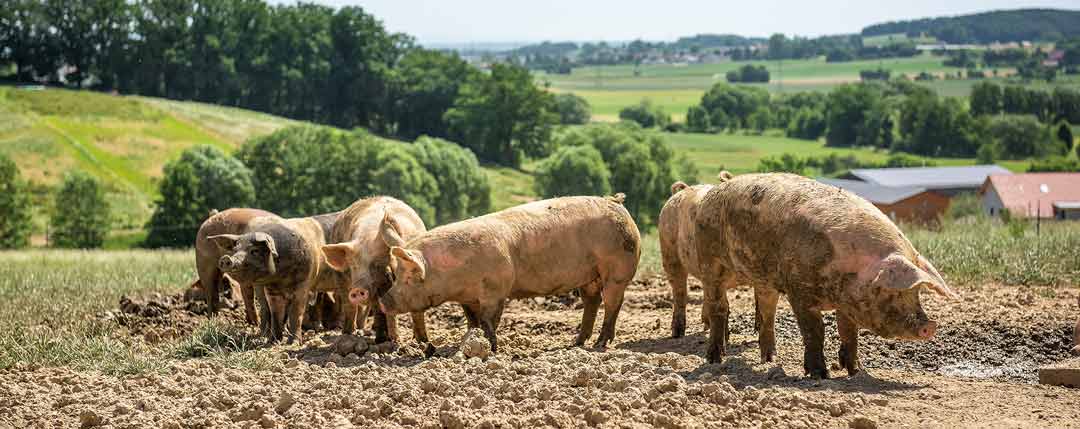 Auf der Weide fühlen sich die Schweine „sauwohl“. (Foto: Eder)