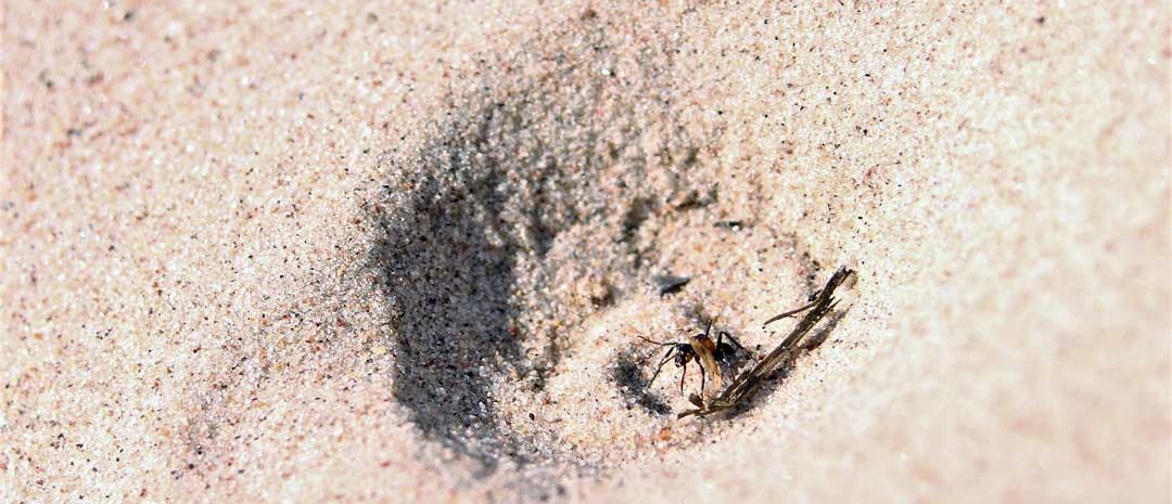 Abenteuer Sand – Diese Ameise wird Opfer eines Ameisenlöwen (Foto: Christine Linhard)