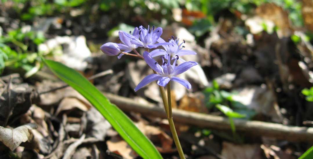 Die Blüten des Blausterns oder Josefibleamls locken zur VöF-Wanderung in den Auwald bei Irnsing. (Bild: Franziska Jäger, VöF)