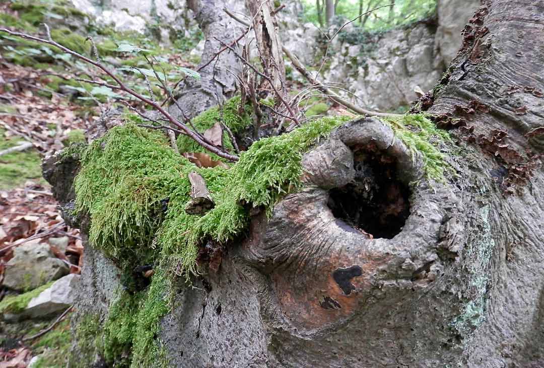 Bei der früh-sommerlichen Wanderung durch das Naturschutzgebiet Weltenburger Enge gibt es nicht nur Wissenswertes zu den heimischen Baumarten zu erfahren. (Foto: VöF/Franziska Jäger)