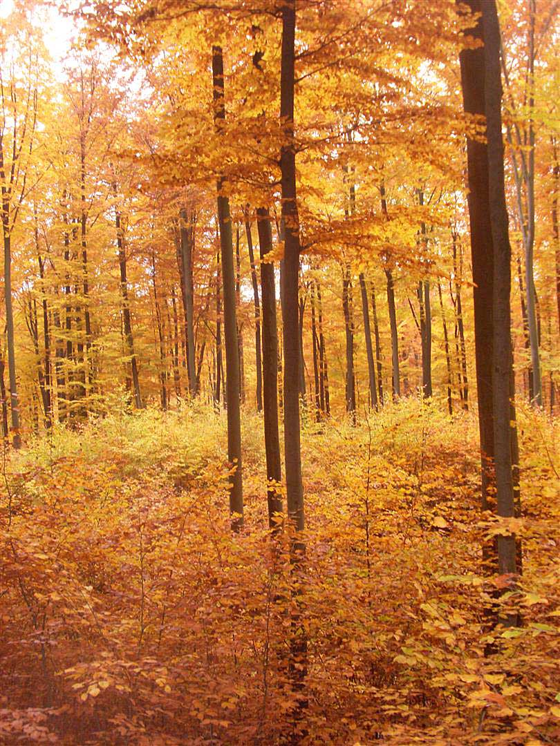 Herbstwald (Foto: Faltermeier)