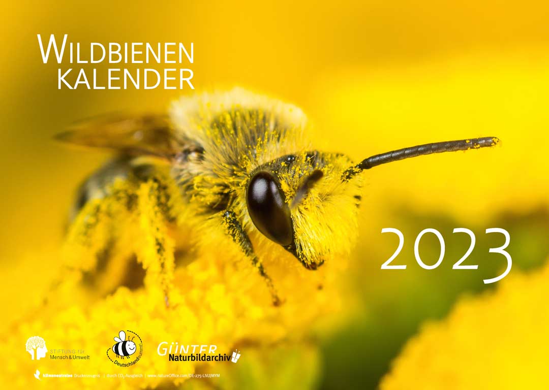 Wildbienenkalender 2023 (Grafik: Cover © Roland Günter & Stiftung für Mensch und Umwelt)
