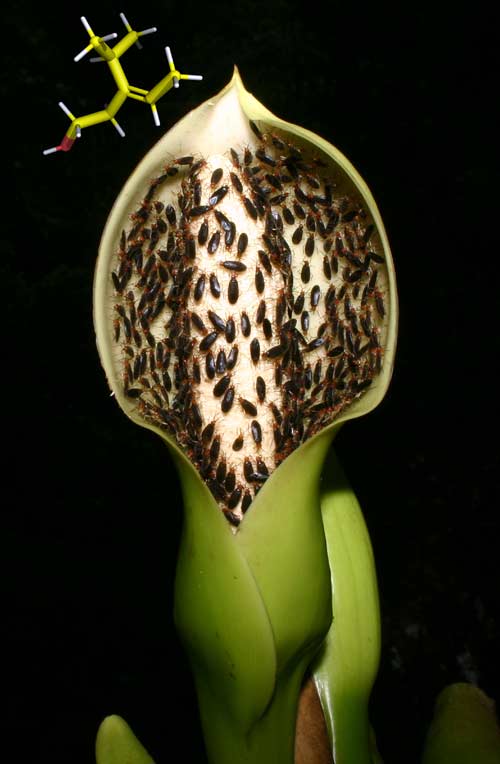 Syngonium Infloreszenz mit Substanz: Blütenstand von Syngonium hastiferum mit den bestäubenden Weichwanzen, angelockt durch den bisher unbekannten Blütenduftstoff Gambanol, benannt nach der Tropenstation La Gamba in Costa Rica, wo das neue Bestäubungssystem entdeckt wurde. (Foto: © Florian Ertl)