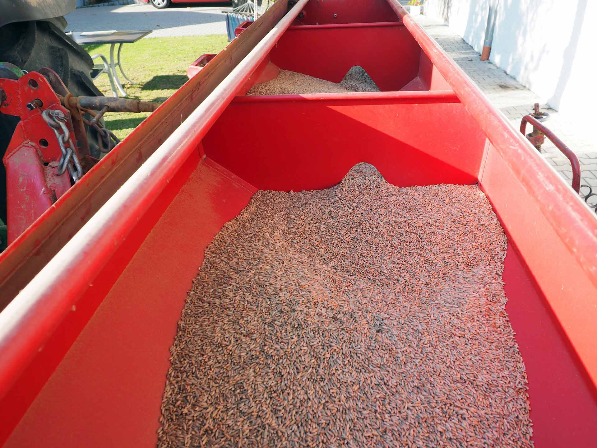 Der Saat-Roggen ist so sauber und unbehandelt, dass man ihn aus der Saatmaschine essen kann. (Foto: br-medienagentur)