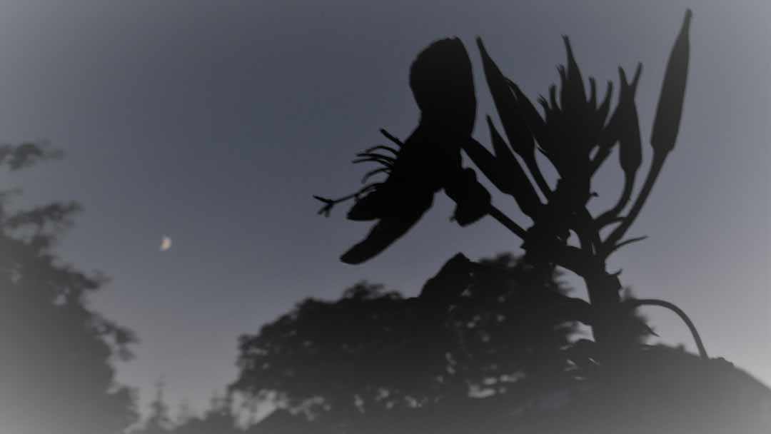 Naturerlebnis: Phänomene der Nacht! Nachtkerze (Foto: Christine Linhard)
