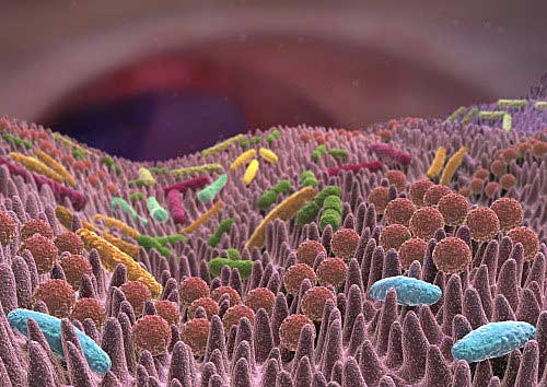 Die menschliche Darmflora ist ein eigener Mikrokosmos: Das so genannte Mikrobiom setzt sich aus mehr als eintausend verschiedenen Arten von Darmbakterien zusammen. Diese siedeln an den Wänden des Darms und in dessen Inneren. Sie sind für uns lebenswichtig: Die Darmflora ist wichtig für die Verdauung, die Abwehr von gefährlichen Keimen und Giften und die Funktionsfähigkeit des Immunsystems. (Foto: Fotolia/Bad Mergentheim)