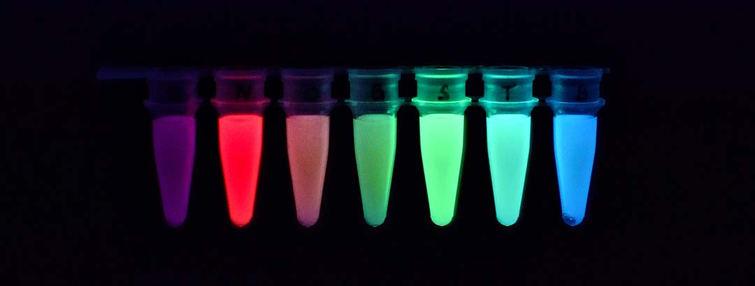 Biosensoren können Produktmoleküle detektieren und dabei leicht auszulesende, fluoreszente Signale in verschiedenen Farben ausgeben. (Foto: © Daniel Gerngross)