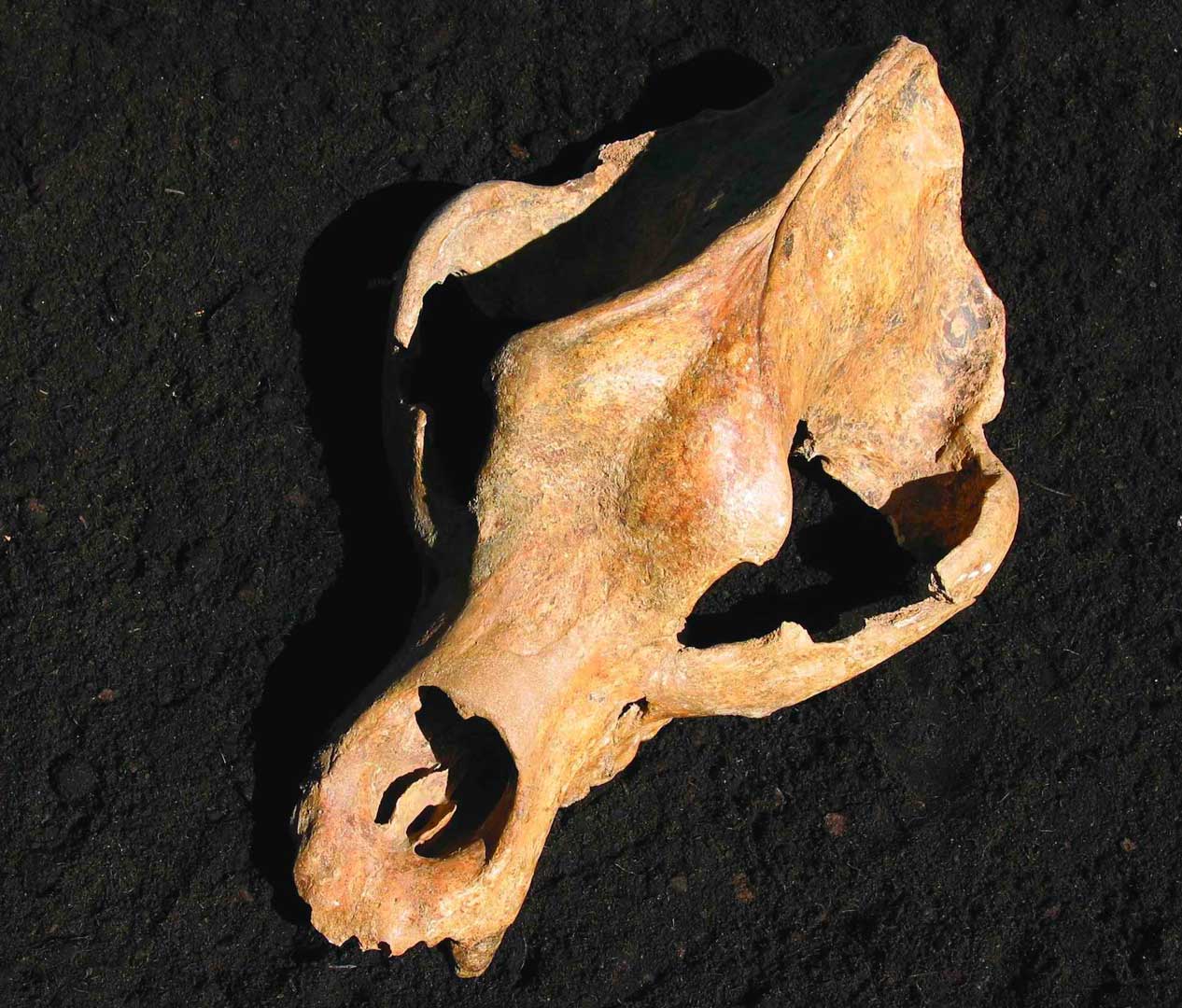 Schädelknochen eines Höhlenbären (Foto: Dr. Bernd Sorcan)